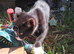 Cats for sale