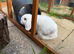 Chocolate magpie mini lop Buck
