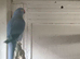 Turquoise male ringneck