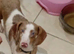 Pied miniture dashound with bright blue eyes very freindly great with children and all dogs up to date with everything pefect family dog