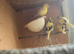 4 Fife canaries for sale