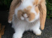Gorgeous mini lop boys