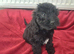 Cockapoo F1b Puppies READY NOW