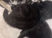 3 beautiful little kittens