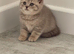 2 lilac ticked tabby and 1 lilac GCCF British shorthair female kittens