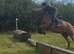 Gorgeous 16.1hh Anglian European Warmblood All-Rounder Mare
