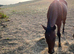 15.2 Bay Gelding