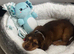 9 weeks old male puppy