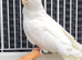 Various baby & adult cockatiels