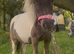 Dun & white shetland yearling filly