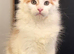 Tica registered maine coon kittens