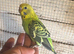 Baby budgies for sale £40 each collection mk404nn