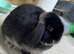 Mini lops males and female