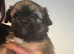 Beautiful Lhaso apso mix puppies