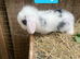 Beautiful Mini lop babies