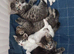 Beautiful Fluffy Kittens &ndash; Ready for Their Forever Homes from Friday 4th September!