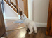 Last White Swiss Shepherd Girl Available