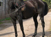Big and beautiful - Winter Warmblood project