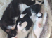 Rescue Kittens