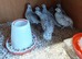 Bobwhite Snowflake breeding pairs
