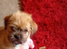 Puppy for sale