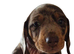 3 beautiful Mini Dachshunds.