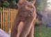 Chocolate British Shorthair