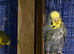4 budgies for sale
