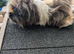 2 long haired boars