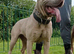 3 Cane corso x extacy bandog pups available