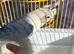 Tamed/hand reared lovebird