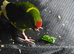 4 green and yellow pied kakarikis