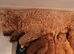 DNA EXTENSIVELY TESTED! MINIATURE POODLE PUPPIES