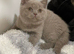 CHAMPION QUALITY BRITISH SHORTHAIR KITTENS