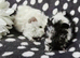 Boar pair available