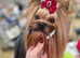 Show class Petluxe Full of Promise, Surrey, 1.7 kg!