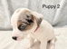 Jack Russell Puppys, NOW READY, Top quality Bloodlines