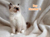 Wonderful Ragdoll Kittens