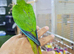 Hand reared Baby Green Cheek conure