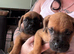 Dogue de Bordeaux x Cane corso puppies last three left