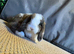2 mini lop boys