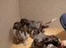 Gorgeous GSP KC registered puppies