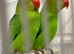 Pair of Abyssinian lovebirds