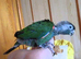 Silly tame pearly conure baby available