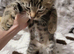 Bengal kittens.