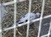 Pied Diamond Doves