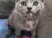 British shorthair X domestic