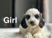 Bambi adorable puppies 10 weeks old