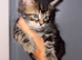 Maine coon Kittens