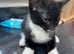 Kittens looking for their forever home